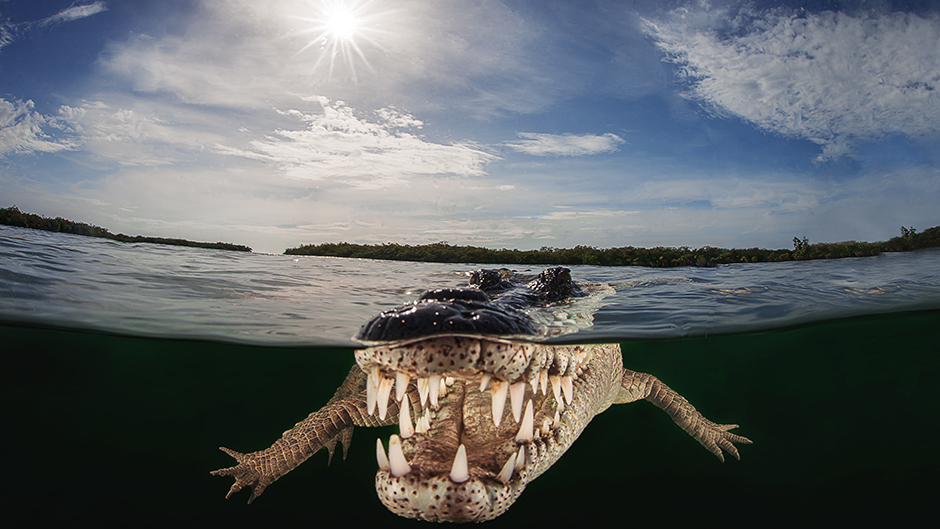 Crocodile Photo - winner best overall