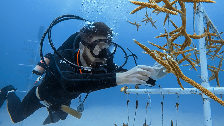 Saving corals, in the lab and in the field 