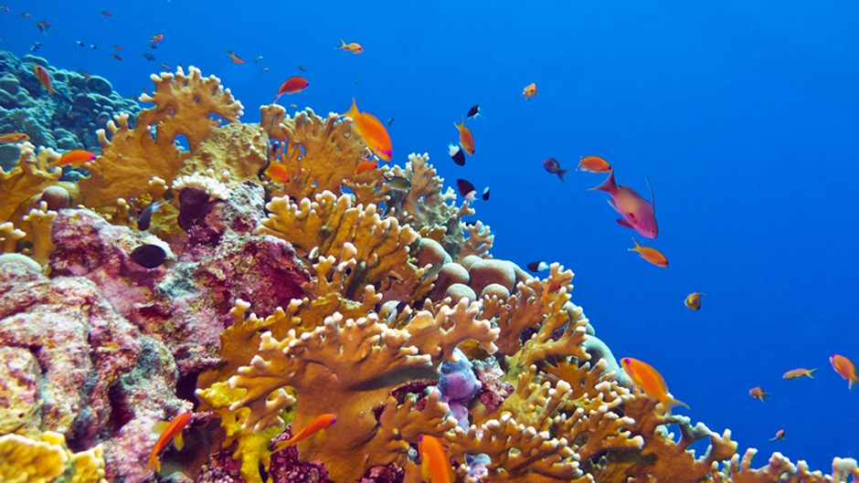 Five things you can do to save coral reefs