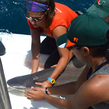 The New Tropic: Miami, Meet Your Local Shark Wranglers