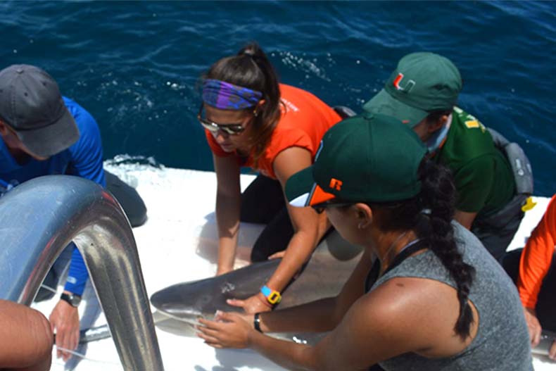 The New Tropic: Miami, Meet Your Local Shark Wranglers