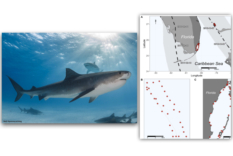New study tracked large sharks during hurricanes