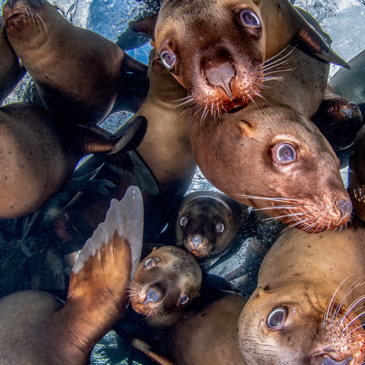 Call for Entries: 2021 Underwater Photo Contest