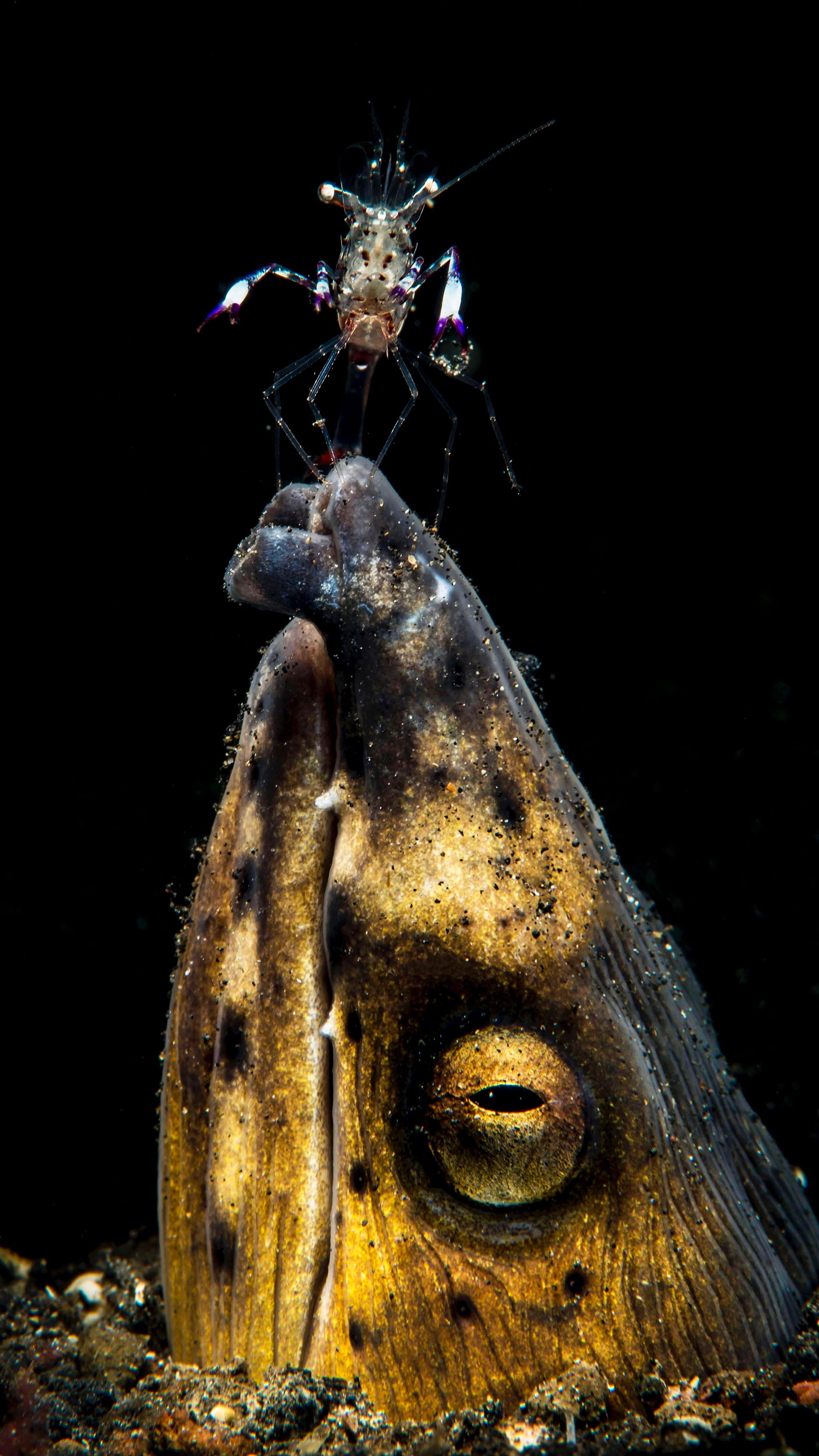 Snake Eel-Cleaner Shrimp Duet Wins UM Rosenstiel School Underwater Photo Contest