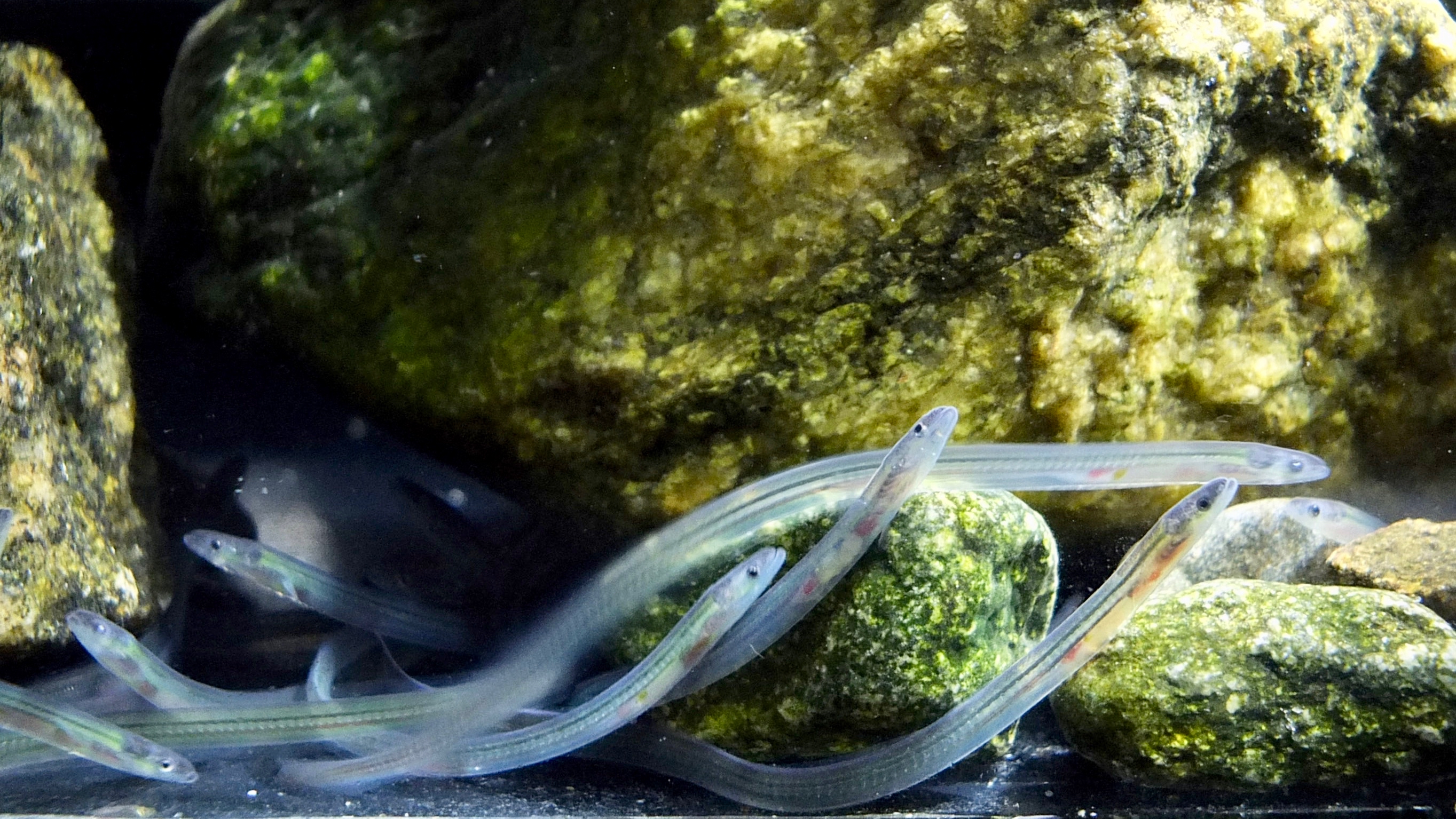 New study uncovers "magnetic" memory of European glass eels