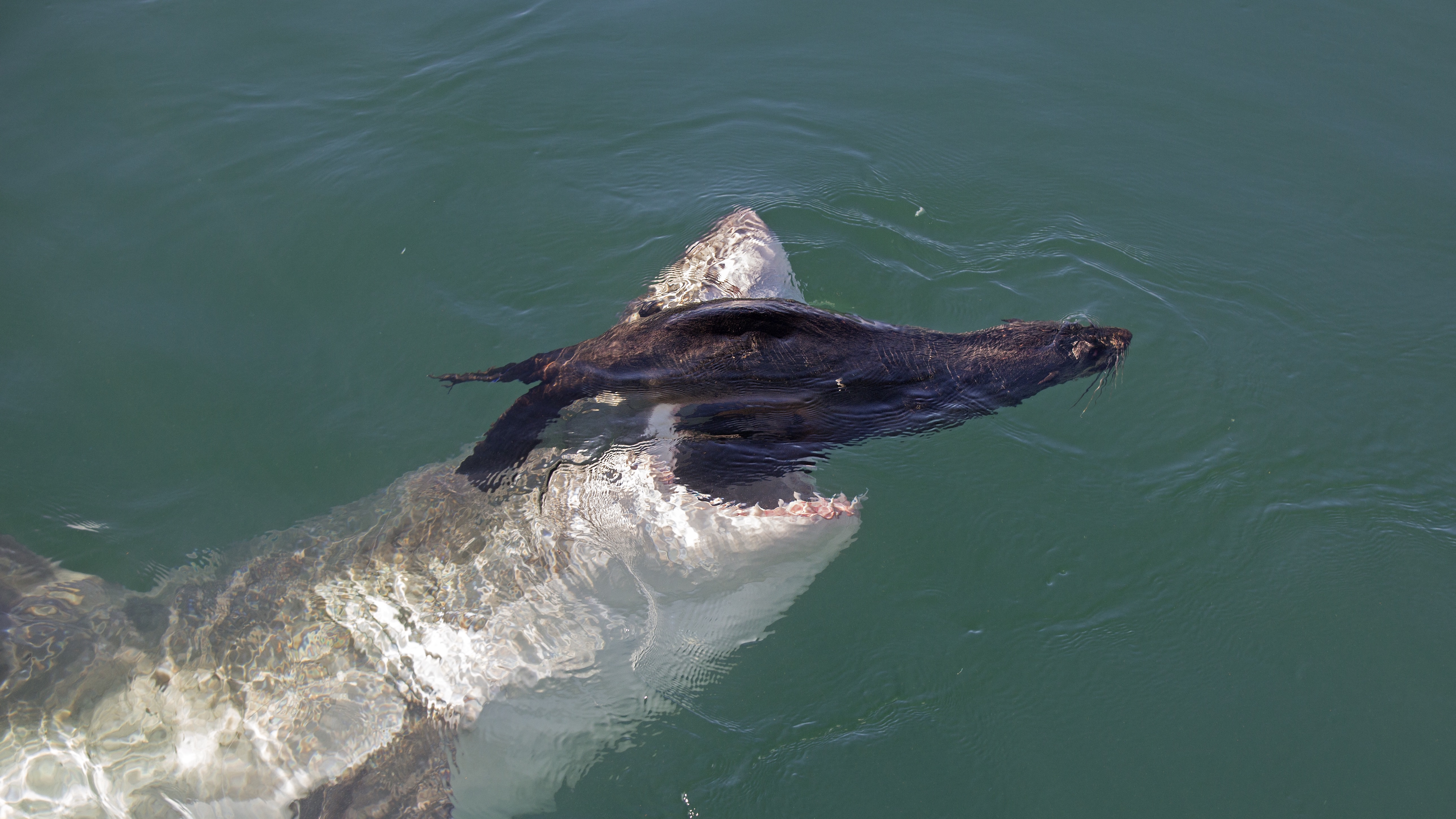 great white shark eating seal