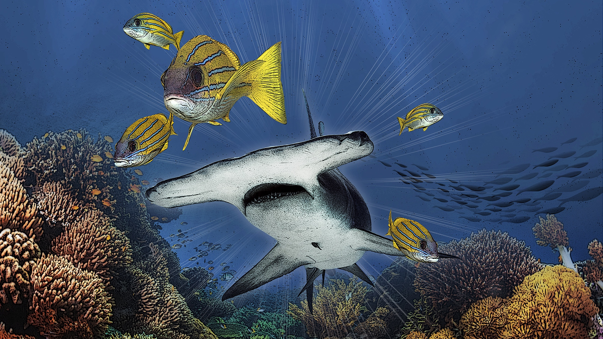 New Study Suggests Shark Declines Can Lead to Changes in Reef Fish Body Shapes