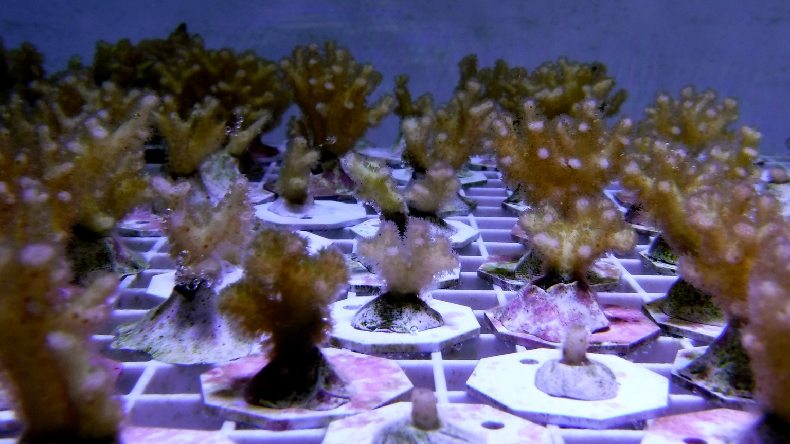 New Study Finds Unique Immunity Genes in One Widespread Coral Species