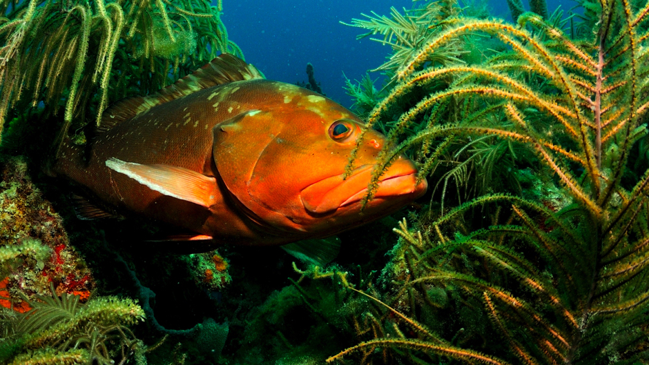 Study Offers New Approach to Assess Sustainability of Reef Fish