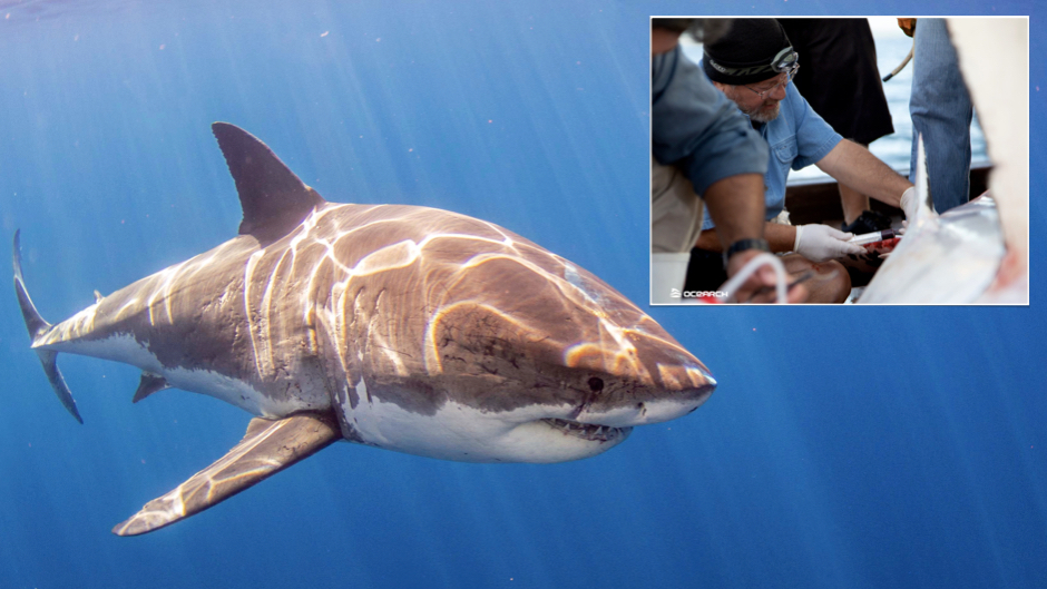 New study finds Great white sharks with high levels of mercury, arsenic and lead in their blood