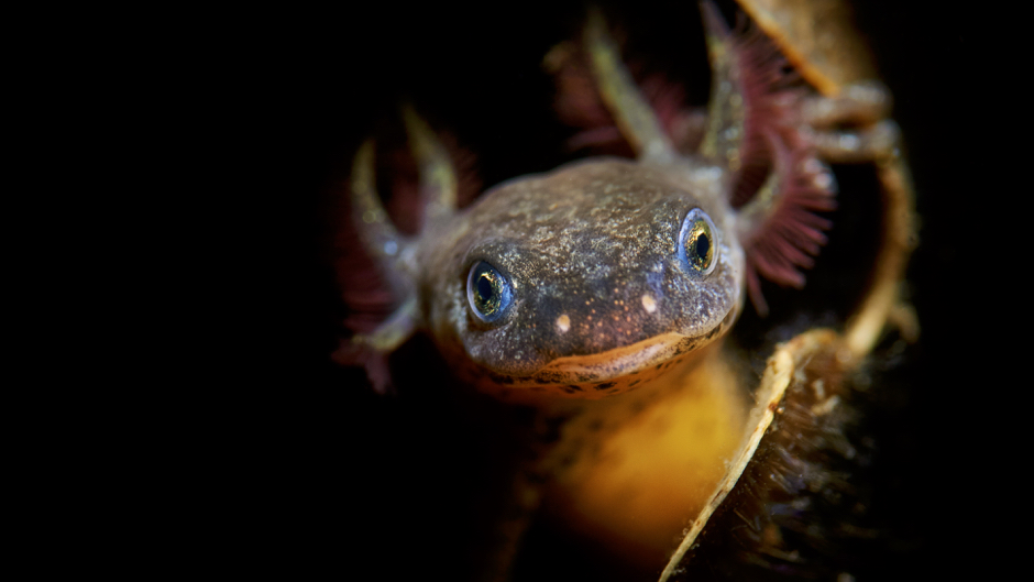 Alpine Newt wins top prize in UM underwater photo contest