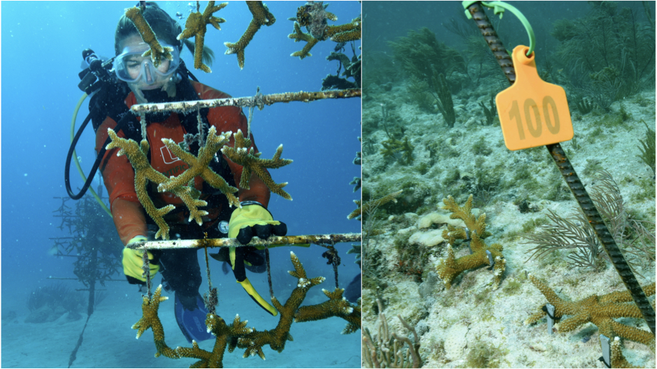 UM Rosenstiel School’s Rescue a Reef program teams up with the NFL and others to build coral restoration site off Miami