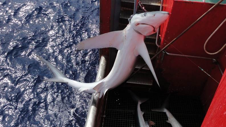 Shark hotspots under worldwide threat from overfishing 
