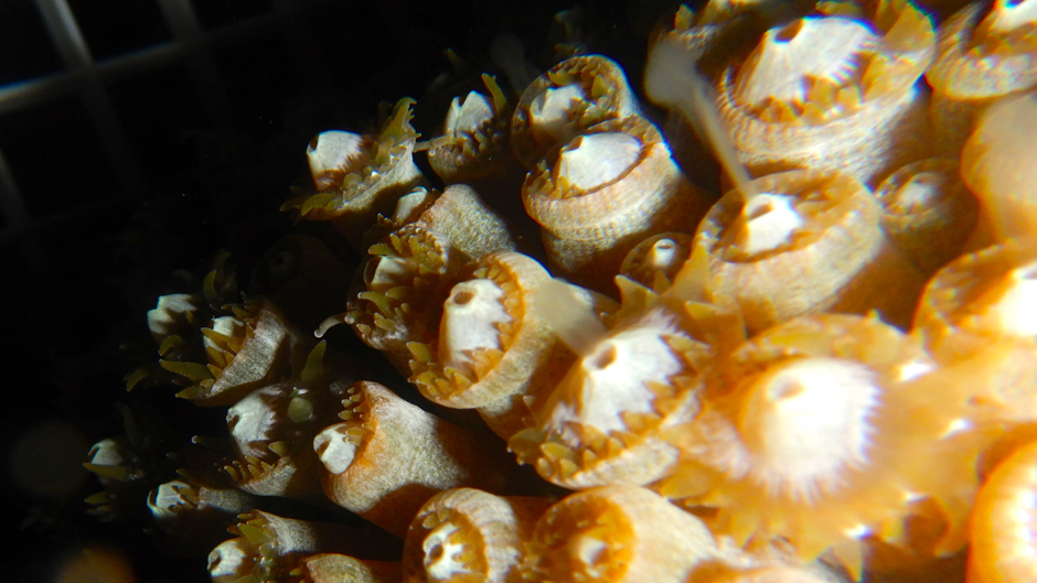 Corals rescued ahead of disease outbreak spawn in captivity 