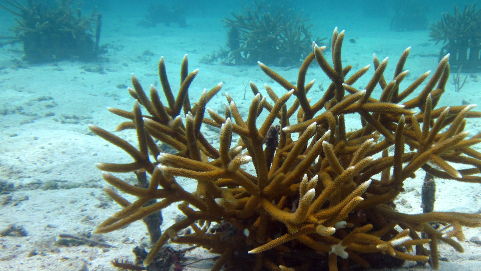 UM scientists, partners awarded $6 million to restore southeast Florida coral reefs