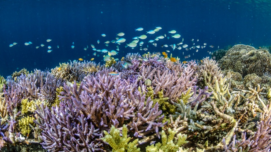 New report projects severe coral bleaching globally in this century