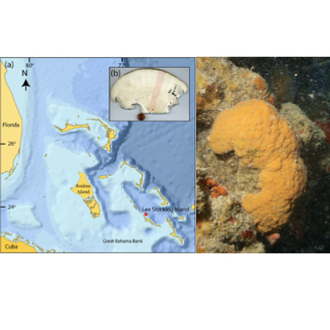 600-year-old marine sponge holds centuries old climate records