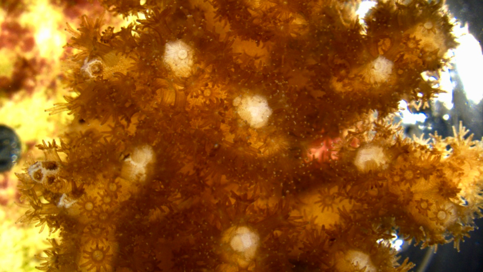 UM scientists achieve breakthrough in cultivating corals and sea anemones cells