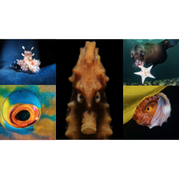 Rosenstiel School’s 2020 Underwater Photo Contest Winners on exhibit at the Frost Museum of Science