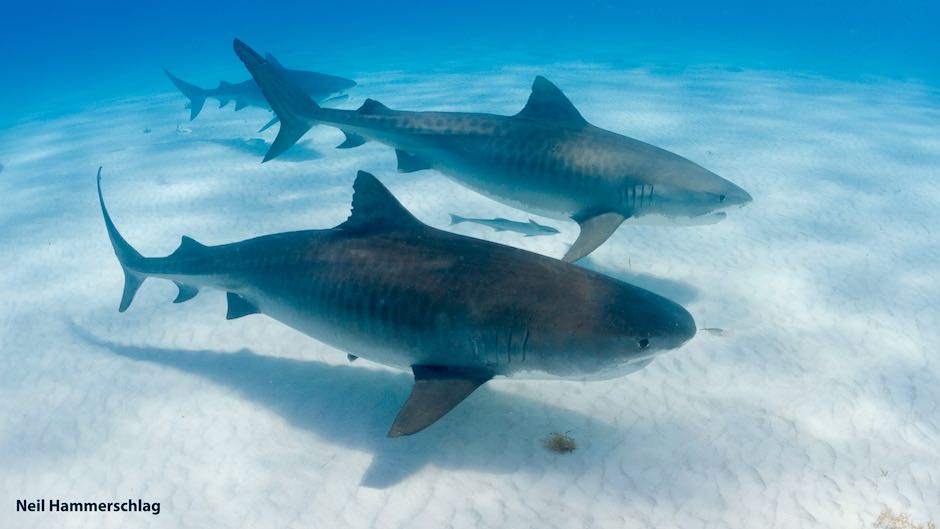 Study shows tiger sharks have social preferences for one another