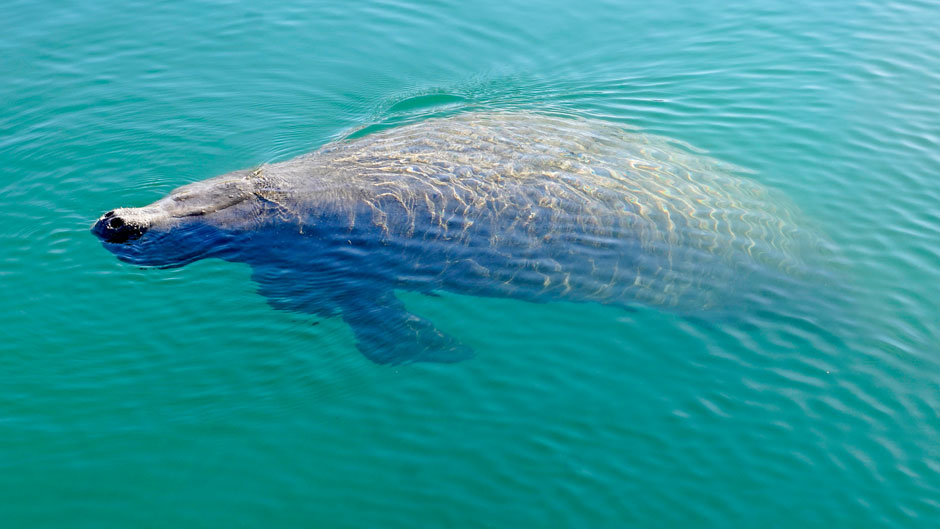 No longer endangered, manatees now face another crisis