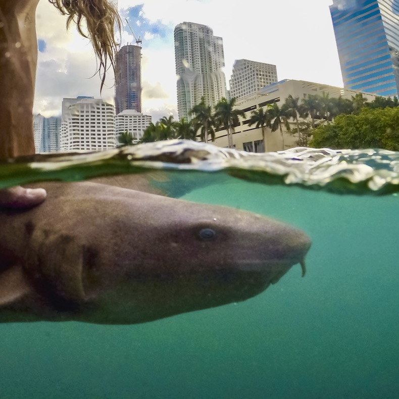 Sharks may be closer to the city than you think, new study finds