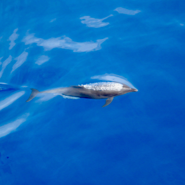 Rosenstiel marine researcher identifies new Bottlenose dolphin subspecies