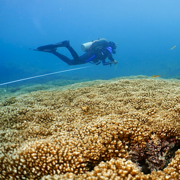 Coral reefs in the eastern Pacific could survive into the 2060's, new study finds