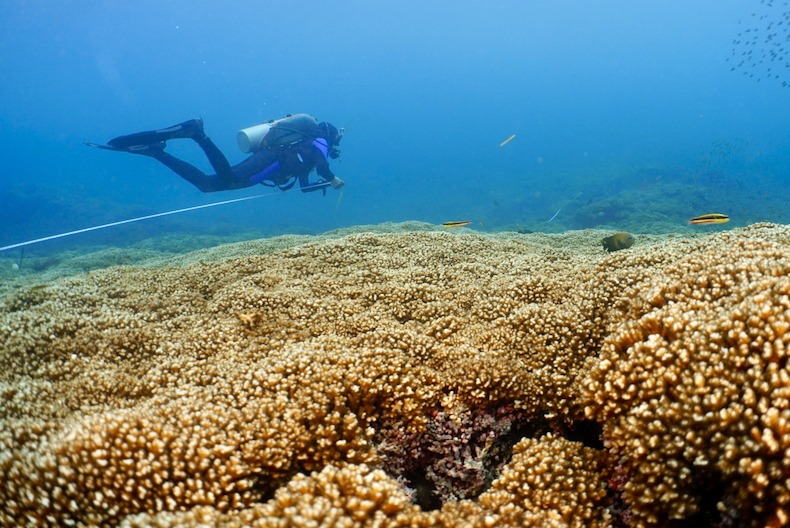 Coral reefs in the eastern Pacific could survive into the 2060's, new study finds