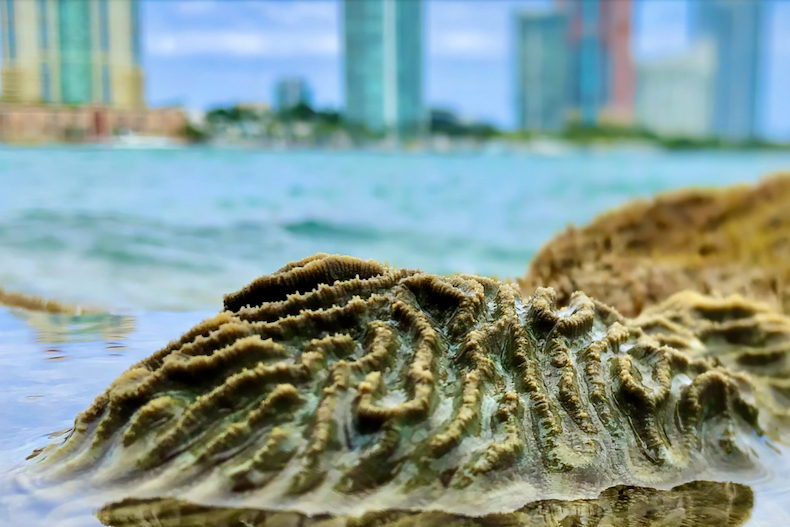 Port of Miami corals remarkably persistent, new study finds