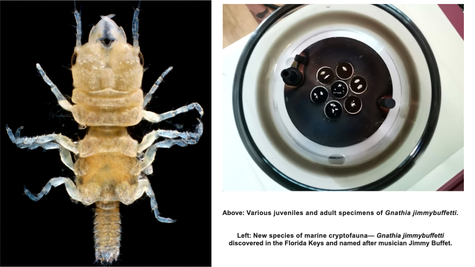 ‎Scientists discover new isopod species in the Florida Keys