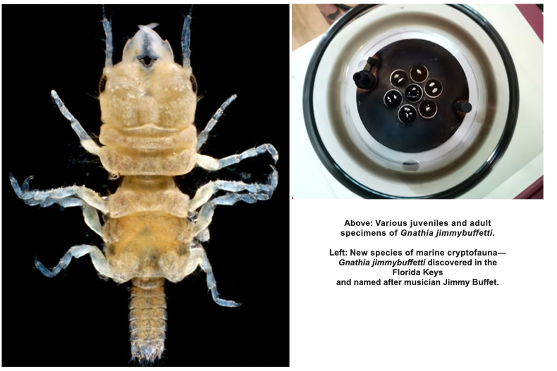 ‎Scientists discover new isopod species in the Florida Keys
