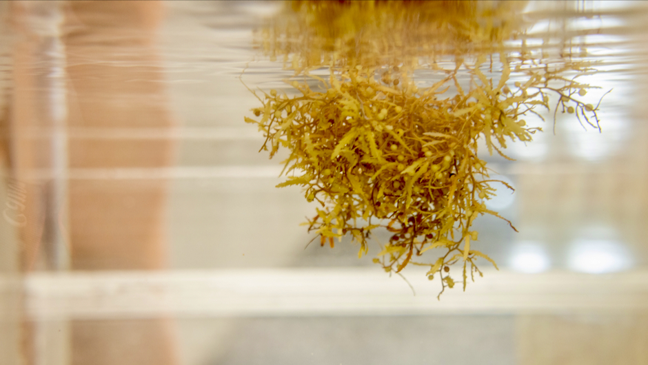 New study measures how wind moves Sargassum seaweed
