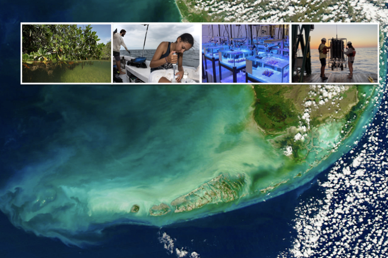 university-of-miami-receives-1.8m-noaa-grant-to-study-south-floridas-coastal-ecosystems