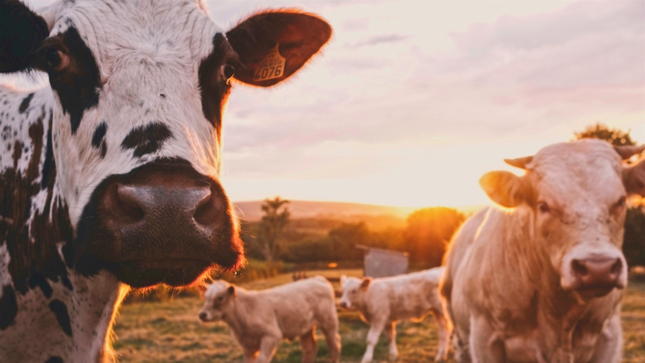 Newswise: study-uncovers-the-influence-of-the-livestock-industry-on-climate-policy-through-university-partnerships-940x529.jpeg