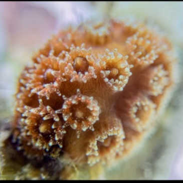 Sediments adjacent to recently dredged areas can harm coral larvae, study finds