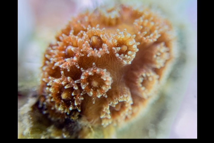 Sediments adjacent to recently dredged areas can harm coral larvae, study finds