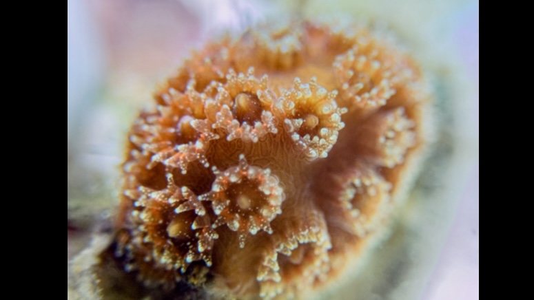 Sediments adjacent to recently dredged areas can harm coral larvae, study finds