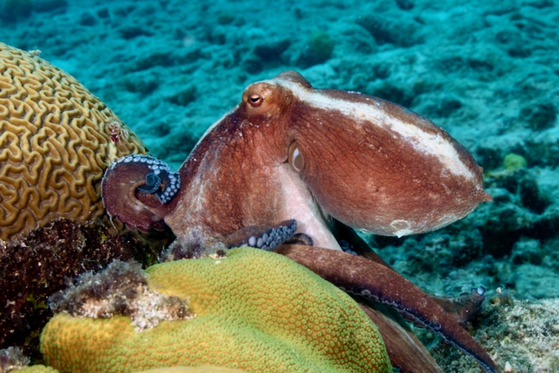 The OCTOPUS Act: A push to protect Octopuses from the dangers of commercial farming