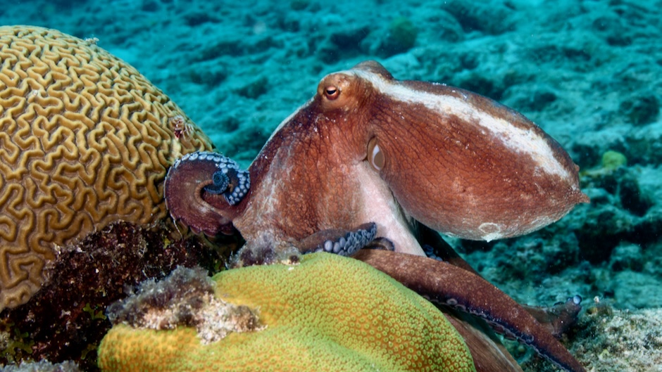 The OCTOPUS Act: A push to protect Octopuses from the dangers of commercial farming