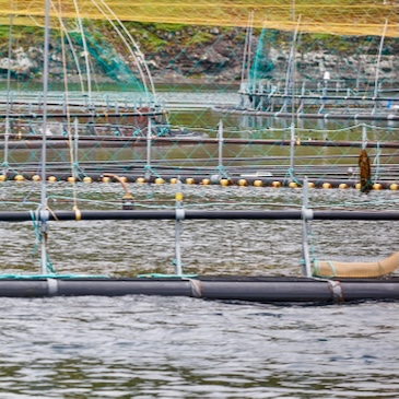 Aquaculture uses far more wild fish than previously estimated, study finds