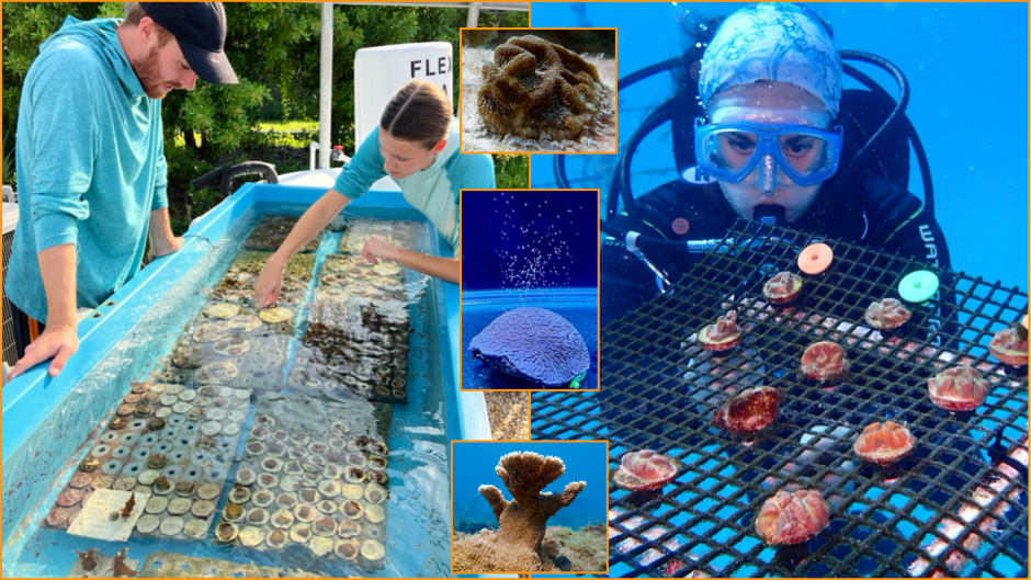 File: university-of-miami-partners-awarded-16-million-dollar-noaa-grant-for-groundbreaking-coral-restoration-project