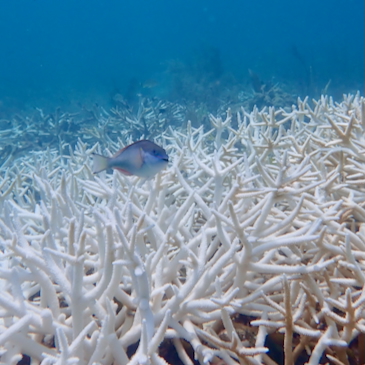 New study documents functional extinction of two critically endangered coral species following record heatwave in Florida