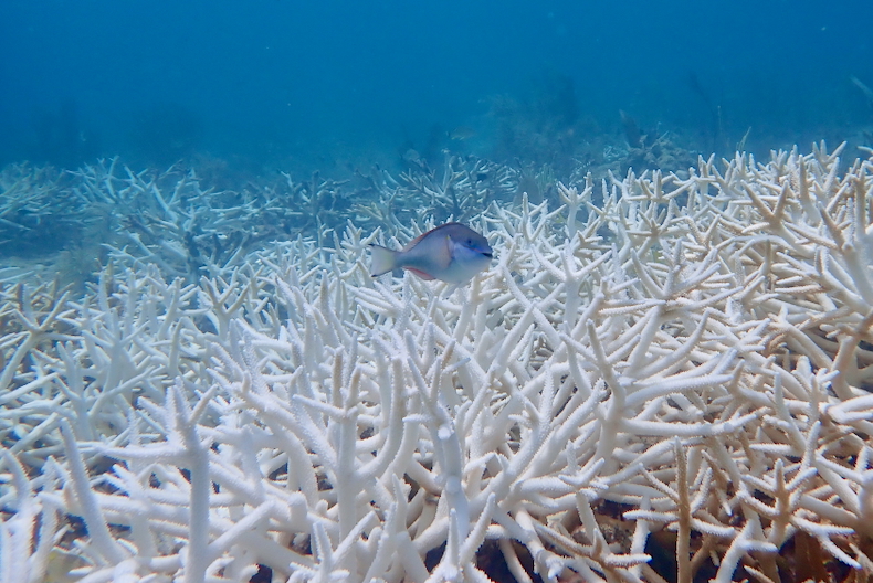 New study documents functional extinction of two critically endangered coral species following record heatwave in Florida
