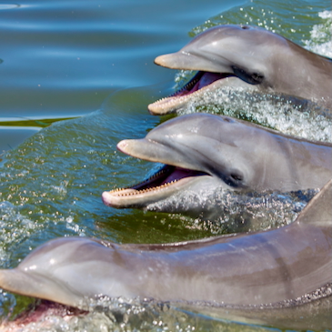 Stranded Florida dolphins show Alzheimer’s-like brain changes linked to toxic algal blooms