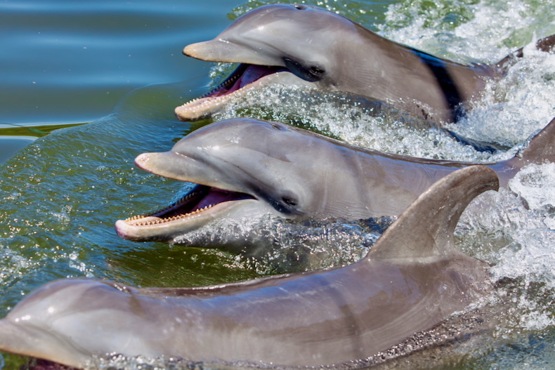 Stranded Florida dolphins show Alzheimer’s-like brain changes linked to toxic algal blooms