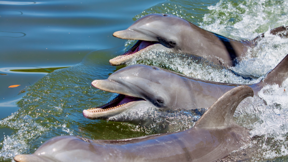 Stranded Florida dolphins show Alzheimer’s-like brain changes linked to toxic algal blooms