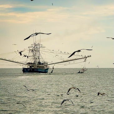 Study finds offshore wind areas in the Gulf pose minimal impact to shrimping grounds