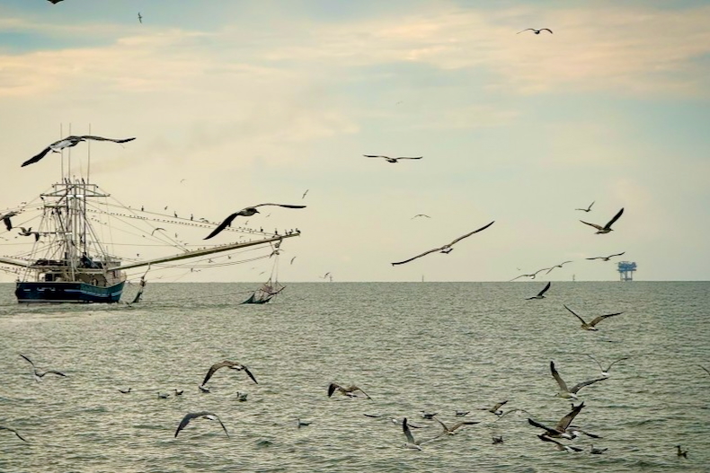 Study finds offshore wind areas in the Gulf pose minimal impact to shrimping grounds
