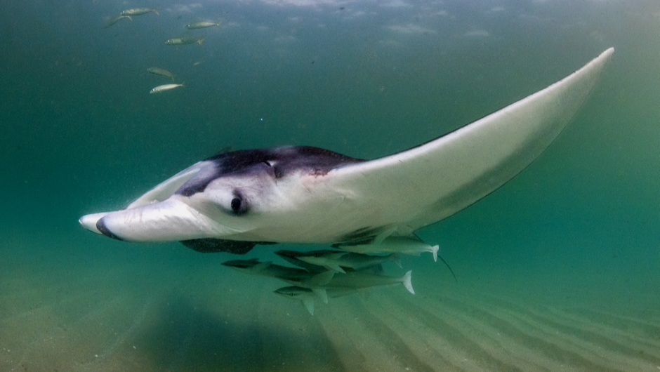 Manta rays create mobile ecosystems, study finds